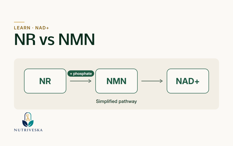 Simplified pathway diagram showing NR, NMN and NAD+.
